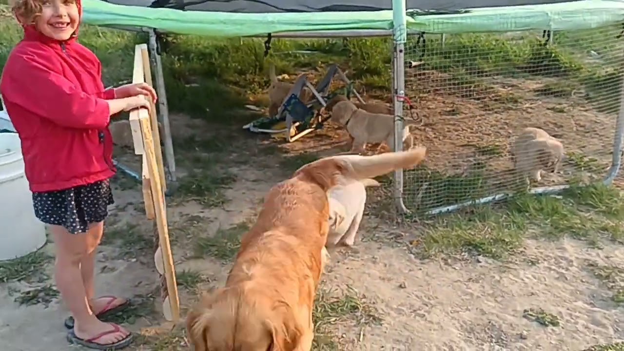 7 недель / 7 weeks old.  Golden Retriever puppies ❤️.