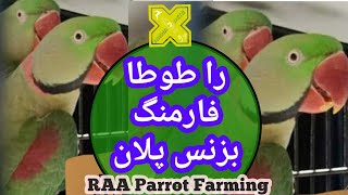 را پہاڑی طوطا فارمنگ Raw Parrot Breeding Farming Business  Plan in Hindi Urdu