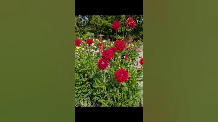 Point Defiance Dahlia Trial Garden Visit Part 2 | My Avalon Garden