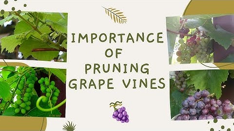 Why Pruning Your Grape Vines is Key to Yearly Fruit Production | Pruning and Organic Fertilizer Tips