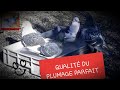 Comment mettre un bain  vos oiseaux  pigeon voyageur 