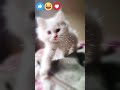 FUNNY KITTEN .FUNNY ANIMALS