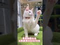緬因貓
