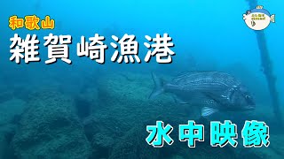 [Japanese underwater video] Fishing ground in Wakayama Prefecture 'Saikazaki Fishing Harbor'