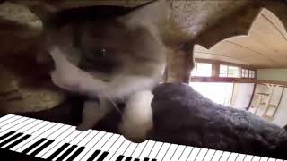 кот играет на пианино