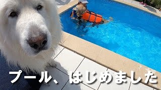 Golden Retrieverはっちの奮闘記の年収 収入はいくら Youtube ユーチューブ