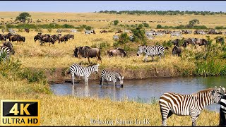 African Wildlife in 4K: Central Kalahari Game Reserve, Botswana - Real Sounds of Africa