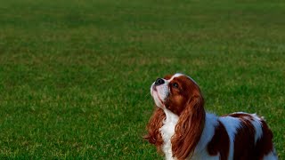 How to Handle Separation Anxiety in Cavalier King Charles Spaniels