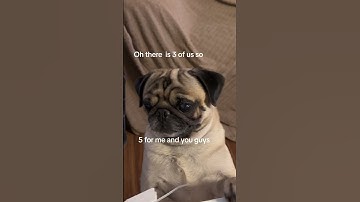 How do I use math in food? 😂🦴🥓#funnyshorts