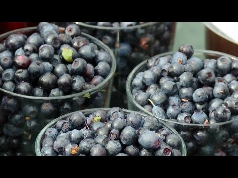 Video: Sodo Mėlynės Yra Miško Stebuklas. Priežiūra, Auginimas, Dauginimas. Vaisiai Ir Uogos. Nuotrauka