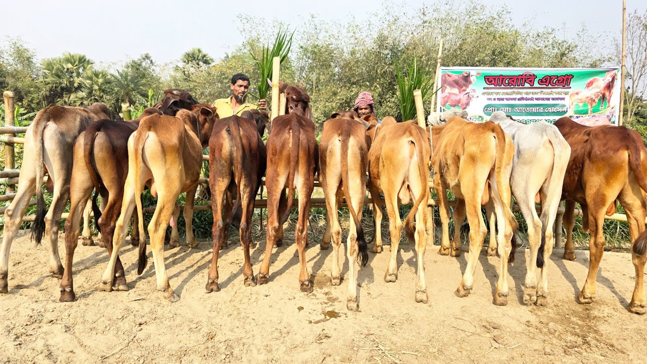 2/3/26/মেলা লাগায় দিলু বর্ডার ক্রস শাহীওয়াল ষাঁড় বাছুর গরুর আতাউর ভাই ক্যাশ অন ডেলিভারি।
