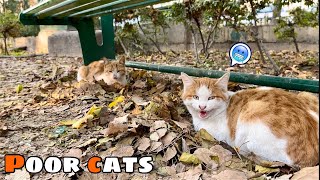 Poor Cats slept on Leaves for getting warm in cold weather by Cats Land 128 views 5 months ago 1 minute, 16 seconds