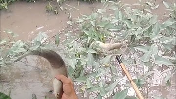 Mưa Nước Lên Ngập Hết Đi Kích Cá Cập Vườn Chúng Mánh Cá Trê Trắng Cá Lóc Rất Nhiều@