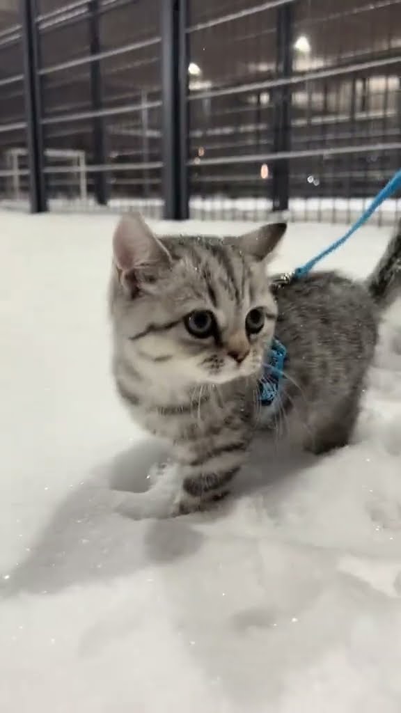 C magnifique vidéo chat nature