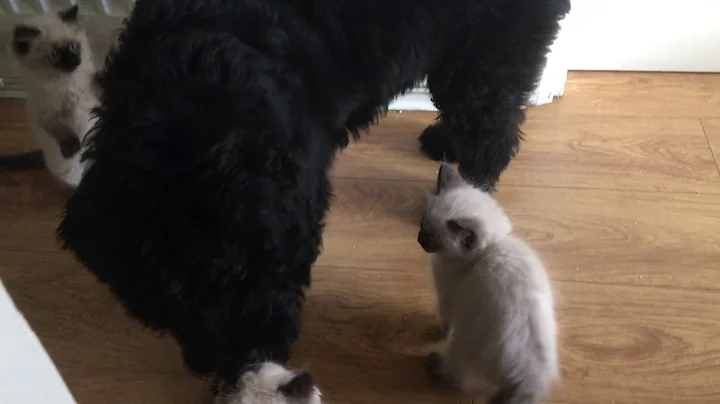 Video 1124901: kitten russian, russian black, playful russian