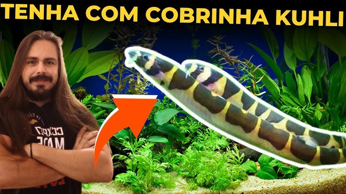 UM PEIXE QUE PARECE UMA COBRA??? TENHA JA UMA COBRINHA KUHLI NO SEU  AQUARIO! (Aquatica Brazil) - Peixe Mania