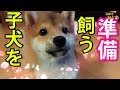 子犬を飼う準備～必要なもの10選と初期費用教えます💗shibainu🐶(第114話)