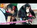 To watch.....Cute of Baby small Chimp