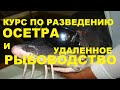 КУРСЫ РАЗВЕДЕНИЯ ОСЕТРА И УДАЛЕННОЕ РЫБОВОДСТВО