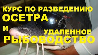 КУРСЫ РАЗВЕДЕНИЯ ОСЕТРА И УДАЛЕННОЕ РЫБОВОДСТВО