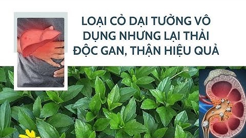 Loại cỏ dại tưởng vô dụng nhưng lại thải độc gan, thận hiệu quả | Báo Lao Động