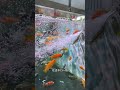 Tiger Barb Fish Breeding — Nature’s Perfect Egg-Layer Aquarium Species!”#ytshorts#viral#trending