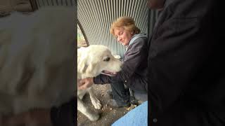 They call it puppy love #grandma grandpa #greatpyrenees