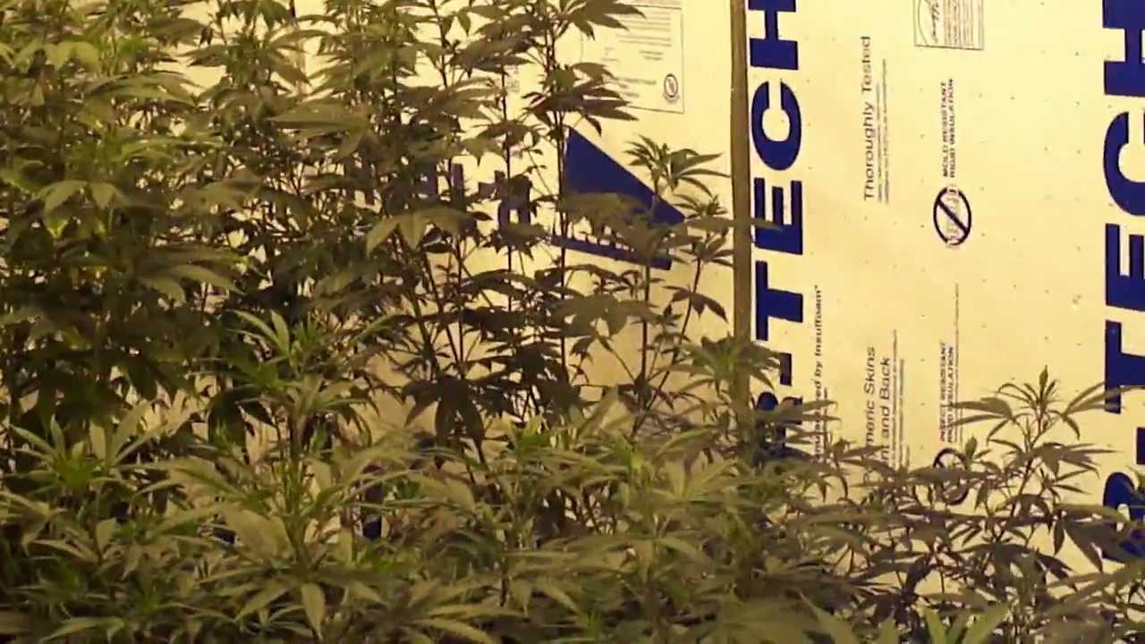 Greenhouse Seeds Exodus Cheese Grow