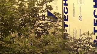 Greenhouse Seeds Exodus Cheese Grow