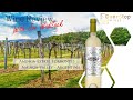 Wine review  aminga estate torrontes