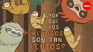 ¿Por qué el perezoso es tan lento?  Kenny Coogan