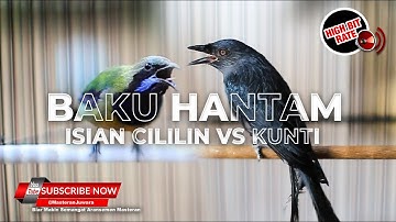 🔴 MASTERAN ISIAN CILILIN vs KUNTI❗️Tembakan Cucak Cungkok Gacor & Srigunting Abu Abu Gacor