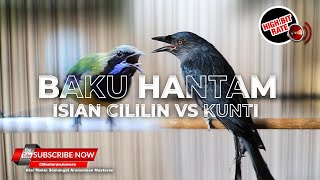 🔴 MASTERAN ISIAN CILILIN vs KUNTI❗️Tembakan Cucak Cungkok Gacor & Srigunting Abu Abu Gacor