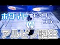 全滅した翌日にアルビノが復活!スーパーホワイトも生まれて、産仔ラッシュ!【ふぶきテトラ】