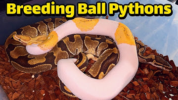 🎯🐍 Banana Pied Ball Python Breeding Enchi Het Pied! LOCKED UP on Camera!