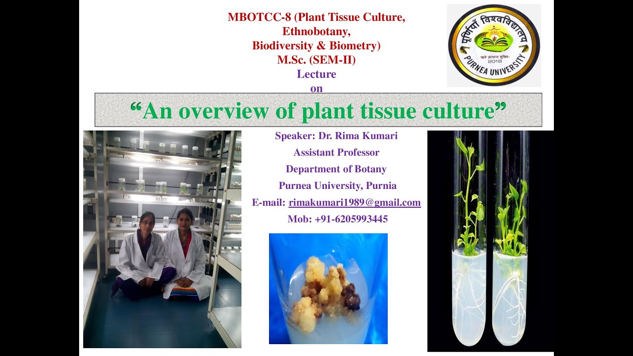 An Overview Of Plant Tissue Culture YouTube