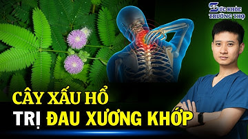 4 Mẹo Chữa Xương Khớp Cực Hay Bằng Cây Xấu Hổ, Khỏi Ngay Sau 7 Ngày