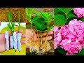 How to propagate hydrangea flower from cuttings using tissue paper || With 100% success