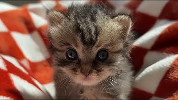 She was crying and hiding in the bushes, and in that moment, I knew I had to save her。