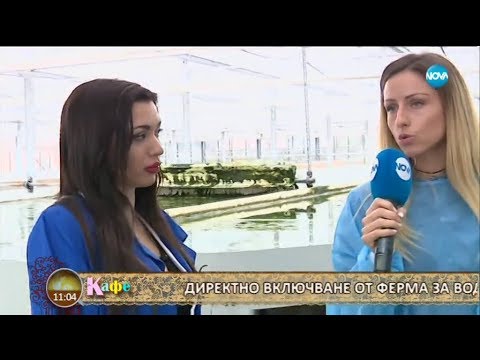 Видео: Коколитофорите са автотрофни или хетеротрофни?