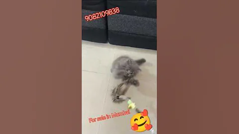 Watch the video about Grey cat |❤️❤️ top#quality#kitten shorts#viral #trending#cat #cute #catlover#funnycat.