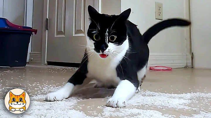 Video 11567081: funniest cats compilation, pure feline, adorable felines