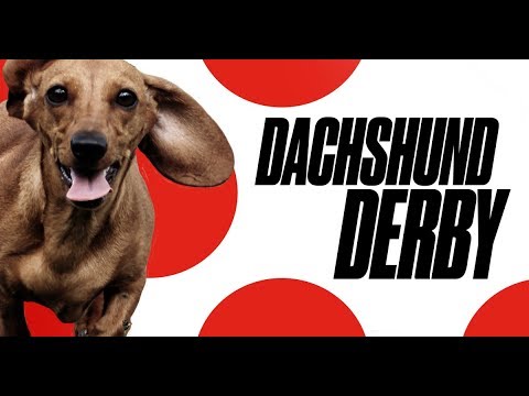 dachshund derby