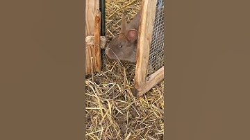 Spring Powered Survival Snare