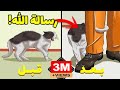 لا يعقل!! لقد تم اكتشاف السر العظيم الذي أخفاه الله في القطط...