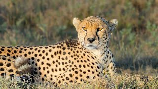 Grossartige Safari Im Ol Pejeta Wildtier-Schutzgebiet Kenia 2020 4K-Video