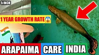 ARAPAIMA CARE IN INDIA | Price, Tanksize, Best Food,Tankmates, Growth Rate Year, Monster Fish India