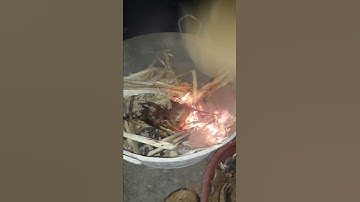 Thui thịt dúi rừng# tập 13