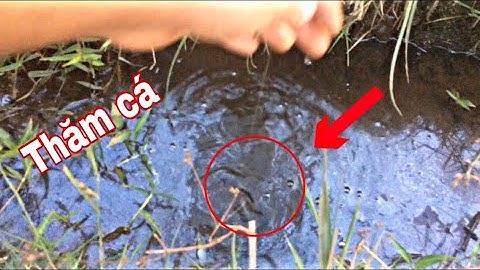 Cắm câu cá lóc p9| thăm câu buổi chiều dính cá lóc