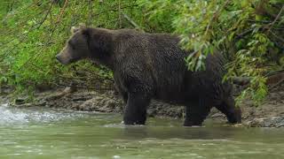 Дикая природа  России   Wildlife in Russia